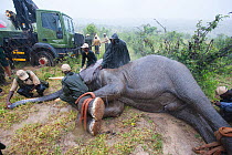 Men tying up African elephant (Loxodonta africana) anesthetized during translocation by Kenya Wildlife Service, due to over population, Mwaluganje Reserve, Kenya. October 2006.