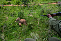 Darting of mother and baby African elephant (Loxodonta africana) during translocation by Kenya Wildlife Service, due to over population, Mwaluganje Reserve, Kenya. October 2006.