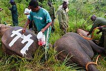 Men marking up African elephant (Loxodonta africana) during translocation by Kenya Wildlife Service, due to over population, Mwaluganje reserve,