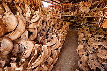 Skulls of African elephants (Loxodonta africana) which died during the droughts of 1972, when thousands of elephant died, East Tsavo, Kenya, October.