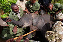 African elephant (Loxodonta africana) calf anesthetized    during translocation by Kenya Wildlife Service, due to over population, Mwaluganje Reserve, Kenya. October 2006.