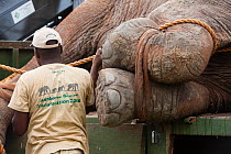 Man standing next to African elephant (Loxodonta africana)  anesthetized during translocation by Kenya Wildlife Service, due to over population, Mwaluganje Reserve, Kenya. October 2006.