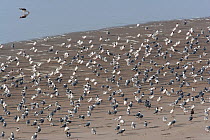 Franklin gulls (Larus pipixcan) flock on the south coast of Peru.