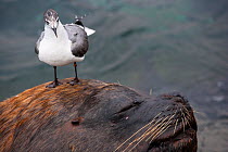 Franklin gull (Larus pipixcan) stood on the head of  is walking on the head of a South American sea lion  (Otaria byronia) Peru.