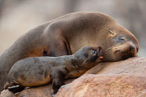Southern fur seal (Arctocephalus australis) female and young, Punta Coles, Peru.