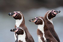 Humboldt penguins (Spheniscus humboldti) group of four, Punta Coles Reserve, Peru.