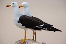 Band-tailed gulls  (Larus belcheri) two standing on a rock,   Punta Coles reserve, Peru.