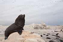 American fur seal (Arctocephalus australis) hauled out on the shore, with flock of Guanay cormorant (Phalacrocorax bougainvilli)  Punta Coles Reserve, Peru, December.
