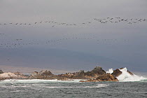 Guanay cormorant (Phalacrocorax bougainvilli) flock flying over American fur seals (Arctocephalus australis) resting, Peru.