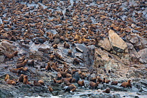 South american sea lion (Otaria byronia) and American fur seal (Arctocephalus australis) Punta Coles Reserve,  Peru, December.