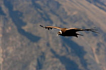 Andean condor (Vultur gryphus) soaring in Colca Canyon, Andes, Peru.