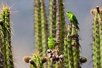 Mountain parakeet (Psilopsiagon aurifrons) flock perched on cacti, Colca Canyon, Andes, Peru, November.