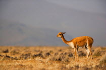 Vicuna (Vicugna vicugna) in habitat, Altiplano, Aguada Blanca National Reserve, Peru.
