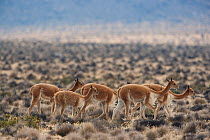 Vicuna (Vicugna vicugna) herd  in Altiplano, Aguada Blanca National Reserve, Peru.