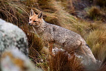 Andean fox (Pseudalopex culpaeus)  Cordillera Blanca Massif, Andes, Peru, November.