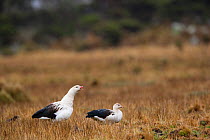 Andean goose (Chloephaga melanoptera) Cordillera Blanca Massif, Andes, Peru, November.