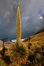 Queen of the Andes (Puya raymondii) plants in steppe, Cordillera Blanca Massif, Andes, Peru, November.