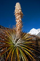 Puya (Puya sp) plant blooming, Cordillera Blanca Massif, Andes, Peru, November