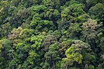 Tropical cloud rainforest,  Bosque de Protection del Alto Mayo, Peru.