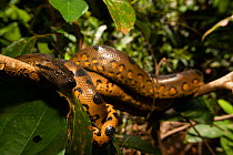 Anaconda  (Eunectes murinus murinus) Pacaya-Samiria National Reserve, Amazon, Peru.