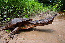 Matamata turtle (Chelus fimbriatus) with neck extended, Pacaya-Samiria National Reserve, Amazon, Peru.