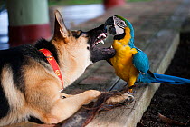 Blue and yellow macaw (Ara ararauna) captive bird playing with German shepherd dog, Amazon, Peru.