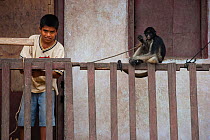 Boy tying up pet Tufted capuchin (Sapajus apella) on to fence, Urymaguas, Amazon, Peru, November 2006.