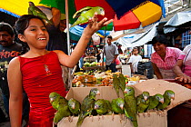 Young girl with  Yellow-chevroned parakeets (Brotogeris chiriri) in Yurimaguas market, Amazon, Peru. November 2006.