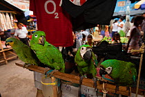 Various parrots from left to right,  Orange winged amazon (Amazona amazonica),  Scaly-naped amazon (Amazona mercenaria), two Chestnut-fronted macaws (Ara severus) for sale in Yurimanguas market, Amazo...