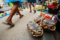 Yellow-footed tortoises (Geochelone denticulata) for sale in Yurimaguas market, Amazon, Peru, November 2006.