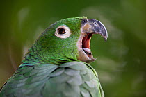 Mealy amazon parrot (Amazona farinosa) yawning, Amazon, Peru.