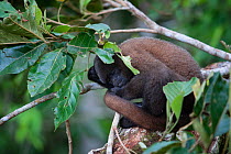 Common woolly monkey (Lagothrix lagotricha) sleeping, Ikamaperou Sanctuary, Peru.