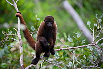 Common woolly monkey (Lagothrix lagotricha) Ikamaperou Sanctuary, Amazon Peru.
