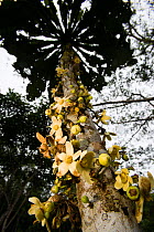 Sachamangua tree (Grias peruviana) Amazon, Peru.
