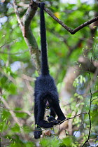 Chamec spider monkey (Ateles chamek) hanging upside down by tail, Ikamaperou Sanctuary, Amazon, Peru.