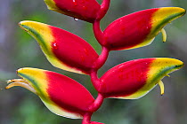 Heleconia flower (Heliconia rostrata) Amazon, Peru.