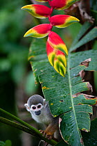 Common squirrel monkey (Saimiri sciureus) and  Heleconia flower (Heliconia rostrata) Amazon, Peru.