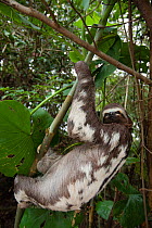 Brown throated three-toed sloth (Bradypus variegatus) climbing,  Pacaya-Samiria National Reserve, Amazon, Peru.