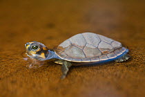 South American river turtle (Podocnemis expansa)               Pacaya-Samiria National Reserve, Amazon, Peru.