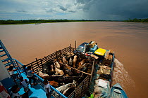 River barge transporting cattle and passengers on Rio Maranon, Amazon River Tributarie, Peru, November 2006.