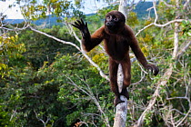 Common woolly monkey (Lagothrix lagotricha) reaching forward, Ikamaperou Sanctuary, Amazon, Peru.