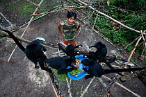 Keeper feeding Chamec spider monkey  (Ateles chamek) in Ikamaperou Sanctuary, Amazon, Peru. October 2006.