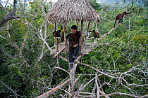 Keeper in treehouse with Common woolly monkey (Lagothrix lagotricha) in Ikamaperou Sanctuary, Amazon, Peru. October 2006.