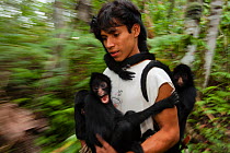 Man with Chamec spider monkeys (Ateles chamek) holding onto him as he walks through sanctuary. Ikamaperou Sanctuary, Amazon, Peru. October 2006.