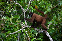 Common woolly monkey (Lagothrix lagotricha) Ikamaperou  Sanctuary,  Amazon, Peru.