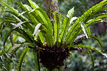 Tree fern, Gunung Leuser NP, Sumatra, Indonesia.
