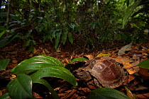 Burmese brown tortoise (Manouria emys) in tropical rainforest, Gunung Leuser National Park, Indonesia.