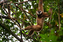 Lar gibbon (Hylobates lar)using arms to swing through trees, Gunung Leuser NP, Sumatra, Indonesia.
