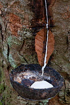 Rubber tapping from Hevea tree (Hevea) Maninjau lake,      Sumatra, Indonesia.