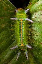 Slug moth (Limacodidae) caterpillar, Bukit Barisan National Park, Sumatra, Indonesia.